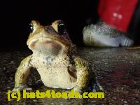 /home//u458753944/public_html/sourcegallery//Roxborough Toad Detour/2021/2021-03-31/P3310129.JPG
